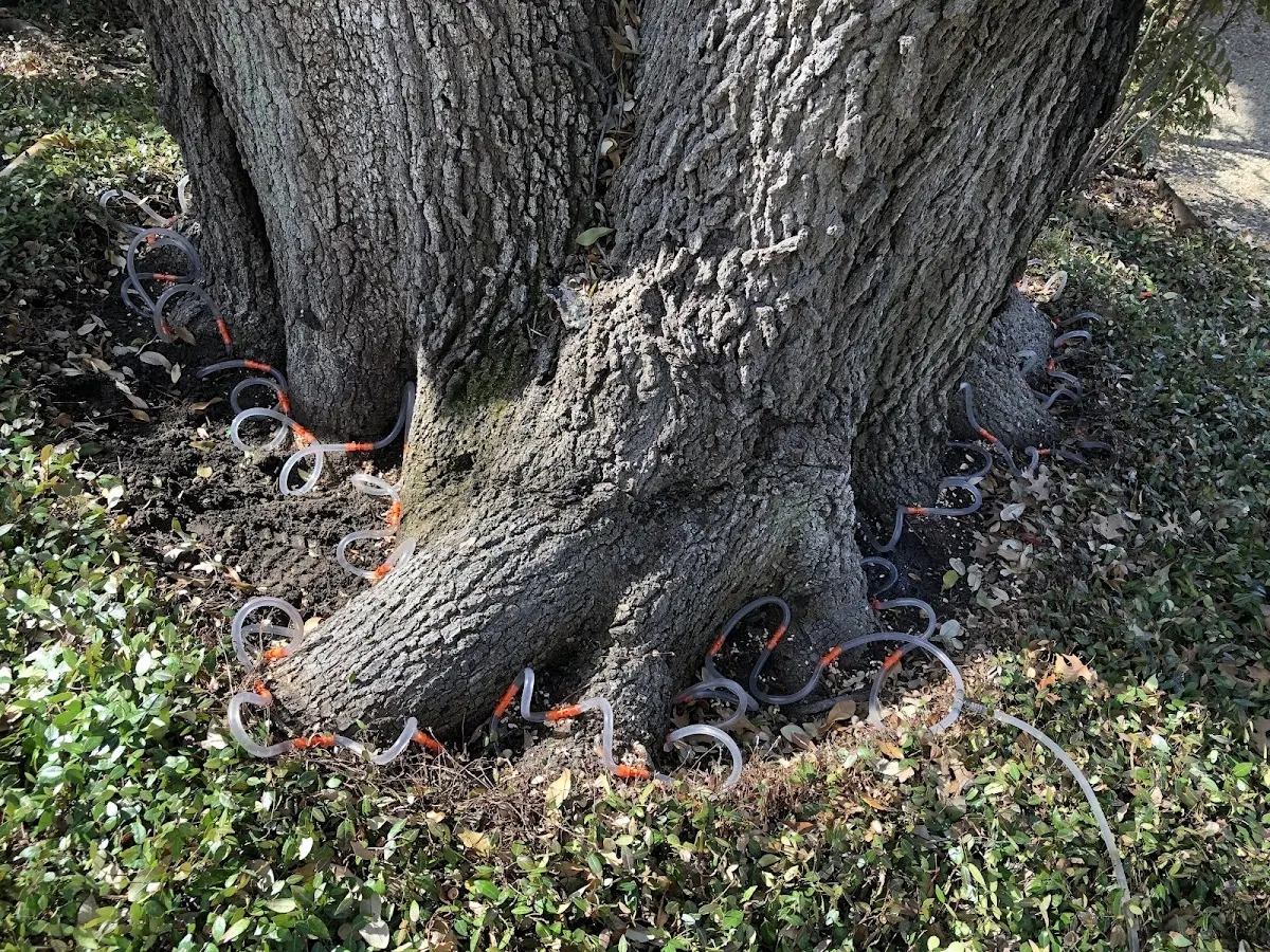 Detailed Tree Cabling and Bracing job site in Startex