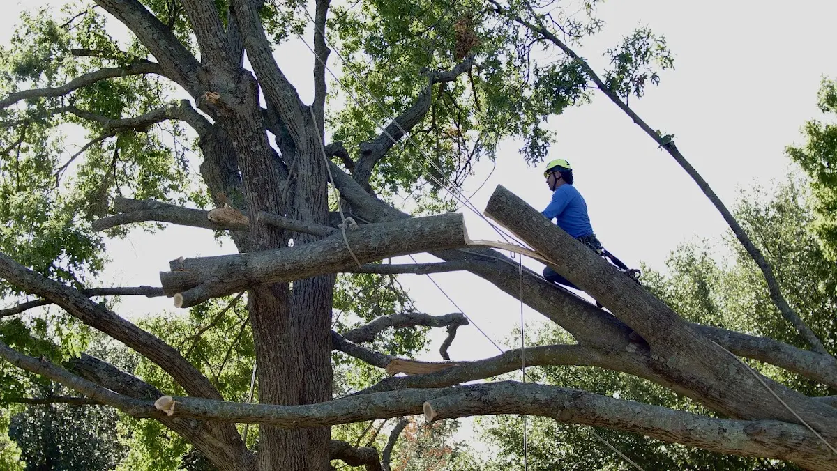 Professional Crown Thinning performed by certified arborists in Startex