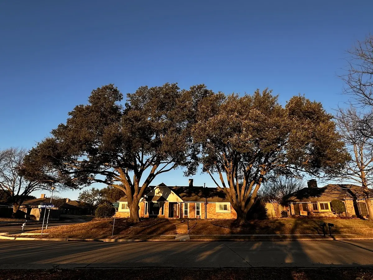 Established residential canopy tree shading a home in Startex