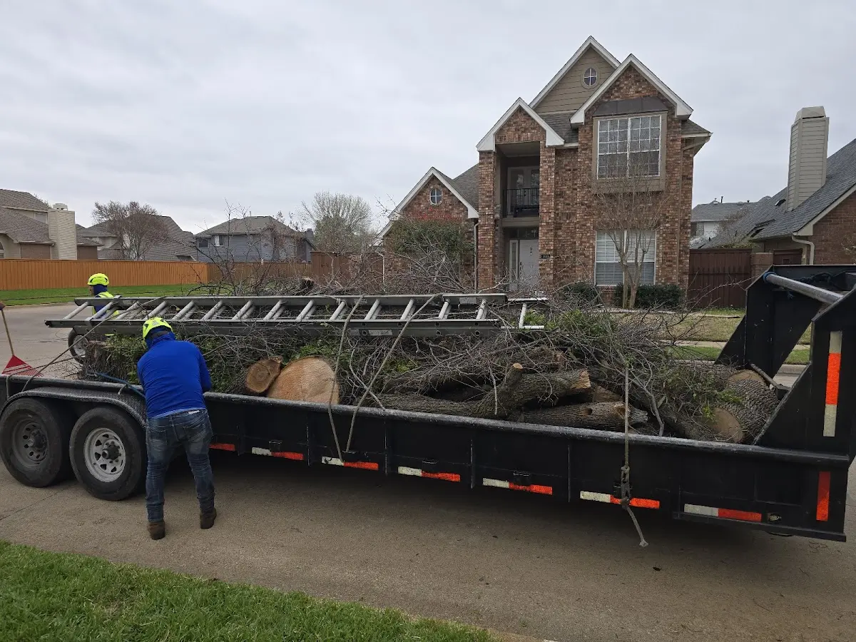 Expert Tree Pest Control with proper safety equipment in Startex